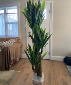 Nearly Natural - 6584 62in. Corn Stalk Dracaena Silk Plant (Real Touch), 24" x 28" x 62", Green artificial plant 53 81kocZwY94L