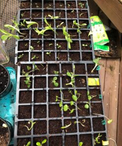 Burpee Self-Watering Seed Starter Tray, 72 Cells 72 Cell Self-Watering Starter 42 81ksDaEIRQL