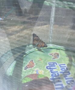 Painted Lady Butterfly Kit - Habitat, STEM Journal, & Voucher for Chrysalis Log & Caterpillars - Grow Your Own Butterfly Kit 41 81ktsD2CIfL 1