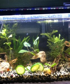 Microsorum Java Fern and Hornwort | Easy Low Light Aquarium Plants 33 81ku1p0GI8L