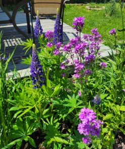 Seed Needs, Large 2.1 Ounce Package of 30,000+ Dazzling Blue Wildflower Seeds for Planting (99% Pure Live Seed Butterfly Attracting Wildflower Mixture - NO Filler) - Bulk 36 81kxPOfCOuL