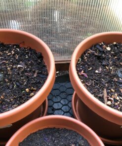 (12) Variety Pack Herb Garden Seeds | Basil, Cilantro, Parsley & More | ~4,000 Non GMO Heirloom Seeds | Survival Food for Survival Kits Gardening Gifts & Emergency Supplies by Open Seed Vault Herb Kit 12 pack 37 81kyQWNNTmL