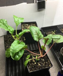 7 Varieties of Leafy Power Green Organic Seeds, Non-GMO Seeds for Planting, Heirloom Seeds - Spinach Seeds, Arugula, Kale, Lolla Rossa Lettuce Seeds, Buttercrunch, Gourmet Mix Lettuce, Swiss Chard 57 81kykWYOz6L