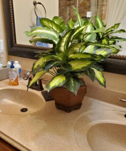 Nearly Natural Triple Golden Dieffenbachia with Wood Vase, Green, 20" x 18" x 22" 35 81kzyODI5TL