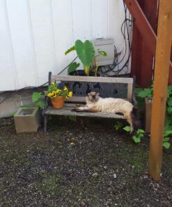 Jonathan Green (10622) Black Beauty Dense Shade Grass Seed - Cool Season Lawn Seed (1 lb) 1 lb 25 81l3Wp50FjL