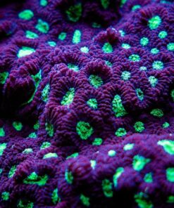 OM SYSTEM OLYMPUS M.Zuiko Digital 40-150mm F4.0-5.6 R Black For Micro Four Thirds System Camera, 3.75x Zoom Lens, Portable Design Standard Packaging 71 81l3m yuO3L