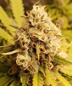 General Hydroponics FloraNectar FruitnFusion, Sweetener, 0-0-1, 1 qt., White 34 81l76xvdiYL