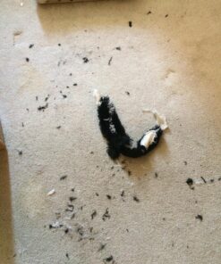 SPOT Mini Skinneeez | Stuffless Dog Toy with Squeaker For All Dogs | Tug-Of-War Toy For Small and Large Breeds | 14" | Skunk Design | By Ethical Pet 7 81l8jMpyUNL