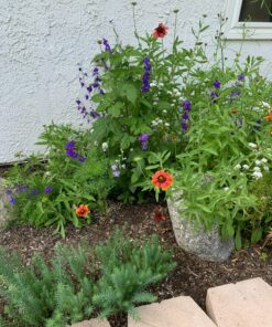 Monarch Butterfly Rescue Wildflower Seed Packet Bulk Open-Pollinated Wildflower, No Fillers, Annuals, Perennials and Milkweed Seeds for Monarch Butterfly1oz 56 81lAiHEQ PL