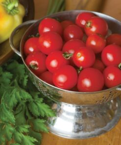 Burpee Super Sweet 100' Hybrid Cherry Tomato, 50 Seeds 20 81lG34wZ29L