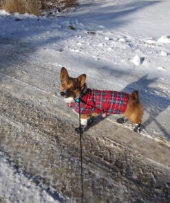 Hipaw Summer Breathable Dog Boots Nonslip Sole Paw Protector for Hardwood Floor Small ( Insole: 2.15"W ) Black 22 81lLFNNWBML