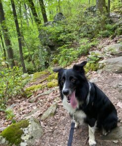 Purina Pro Plan Sensitive Skin and Stomach Dog Food Salmon and Rice Formula - 30 lb. Bag Salmon & Rice 30.00 Pound (Pack of 1) 33 81lLQLUExL