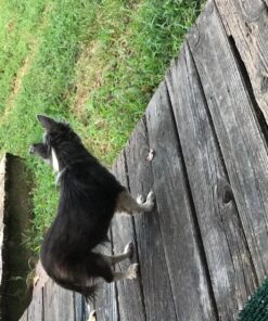 Wellness CORE Healthy Joints Crunchy Dog Treats (Previously Marrow Roasts), Natural Grain-Free Treats, Made with Real Meat, No Artificial Flavors (Beef, 8-Ounce Bag) 60 81lLQOa0kL