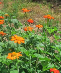 Outsidepride Tithonia Speciosa Red Mexican Sunflower Garden Cut Flowers - 1000 Seeds 51 81lPfz6COkL
