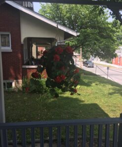 Nearly Natural 6025 22in. Nasturtium Silk Hanging Basket,Gold,29" x 10.25" x 10.25" 36 81lQjGGjsdL
