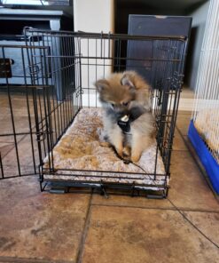 MidWest Homes for Pets Newly Enhanced Double Door iCrate Dog Crate, Includes Leak-Proof Pan, Floor Protecting Feet, Divider Panel & New Patented Features X-Small 49 81lWRMwnZ2L