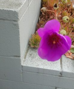 Samsung Galaxy Tab A 7"; 8 GB Wifi Tablet (Black) SM-T280NZKAXAR Black 75 81lWVfqPrL