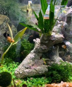 Bolbitis Difformis Baby Leaf Fern Potted Live Aquarium Plants for Freshwater Fish Tank by Greenpro 47 81lXd2EjFL