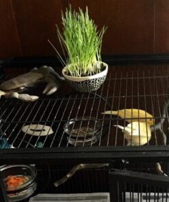 Mosaic Birds Hummble Basic Bird Feeder, M045-200, 3.4 Ounce Capacity, Clear, 1 Piece 33 81lb3pdvYL