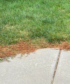 Select Source Quinclorac 75 Herbicide - 1 Pound (Drive 75, Quinstar) by 15 81lfAR0sOyL