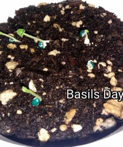 Culinary Herb Seeds Variety Pack - Outdoor & Indoor Herb Garden Kit - 10 Non-GMO Herb Garden Seeds for Planting & Book - Basil Seeds, Dill Seeds, Rosemary Seeds, Thyme Seeds, & More 33 81lfNGKYhZL