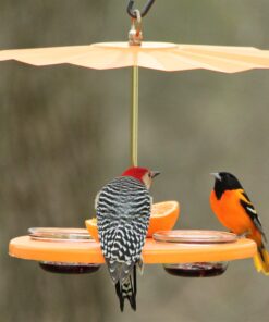 Alternative view of Kettle Moraine Super Oriole Recycled Orange Fruit, Jelly, Mealworm Bird Feeder w/Orange Roof