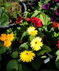 Jack's Classic Blossom Booster 10-30-20 Water Soluble Plant Food for Flowering Plants, 1.5lb 1.5 Pounds 35 81lj3MwSwuL