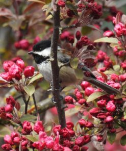 Nikon COOLPIX P900 Digital Camera (Black) 74 81ljQtm8vCL