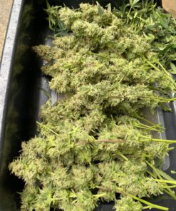 Humboldts Secret Flower Stacker – Best Flowering Formula for Bigger Harvests - Flowering Plant Food - Nutrient System for Potting Soil for Indoor Plants & Outdoor Plants - 1 Quart 32 Ounce 35 81lk246MUdL 1