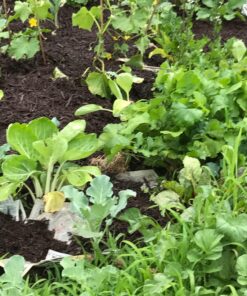 Certified Organic Vegetable Seeds for Planting Outdoors - 13 Seed Variety Pack of Veggie Heirloom Seeds Non GMO Organic Non Hybrid Open Pollinated for Home Garden - Tomato, Broccoli, Carrots, Fruit 46 81lmYn01r8L