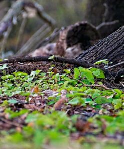 OM SYSTEM OLYMPUS M.Zuiko Digital 40-150mm F4.0-5.6 R Black For Micro Four Thirds System Camera, 3.75x Zoom Lens, Portable Design Standard Packaging 72 81lnabPluL