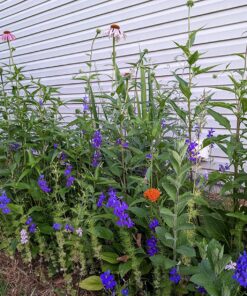 Monarch Butterfly Rescue Wildflower Seed Packet Bulk Open-Pollinated Wildflower, No Fillers, Annuals, Perennials and Milkweed Seeds for Monarch Butterfly1oz 61 81lo0jtkDcL