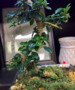 9GreenBox Bonsai Fertilizer Pellets - Ready-to-Use Time-Release Granular Food for Potted Dwarf Trees - Perfect for Beginners - Strong 18-6-9 Formula for Better Foliage and Healthier Roots - 5oz Bag 13 81lo1tadFYL