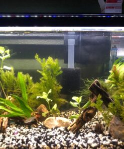 Microsorum Java Fern and Hornwort | Easy Low Light Aquarium Plants 34 81lo8gCTmcL