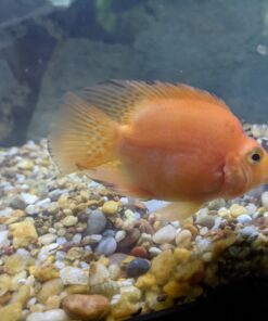 Hikari USA Inc. Ich x - Ich Treatment with More 16oz 16 oz 25 81lrHrWYqL