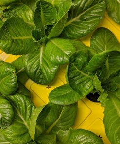 General Hydroponics MaxiGro Plant Food For Vigorous Growth, 2.2 lb 73 81lsHRbmGCL