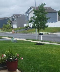 Jobe’s, 01660, Fertilizer Spikes, Tree & Shrubs, Includes 15 Spikes, 12 ounces, Brown 37 81luY3hi 3L