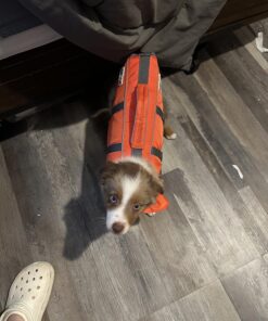 Outward Hound Granby Splash Orange Dog Life Jacket, Small Granby (Flotation) Small (Chest Girth: 16"-20") 50 81lx4ZQDEhL