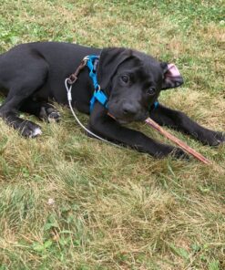 Best Bully Sticks 12 Inch All-Natural Odor Free Bully Sticks for Dogs - 12” Fully Digestible, 100% Grass-Fed Beef, Grain and Rawhide Free | 12 Pack 12" (12 Pack) 33 81lxWvDYzEL