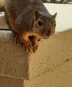 Wakefield Extra Large Virginia Peanuts for Animals, 25 LBS Peanut 25 Pound (Pack of 1) 37 81lxcAO6xZL