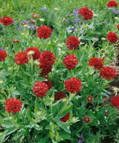 Outsidepride Gaillardia Pulchella Red Blanket Flower Heat & Drought Tolerant Garden Plants - 1000 Seeds 11 81m pVkSOVL