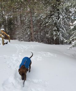 Kurgo Loft Dog Jacket, Reversible Dog Coat, Wear with Harness or Sweater, Water Resistant, Reflective, Winter Coat For Medium Dogs (Coastal Blue, M) Coastal Blue/Orange 52 81m2NoGyipL