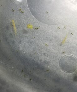 Ramshorn Snails, Algae Eater, Live Snails for Freshwater Aquariums - 1/8 to 1/2 inch (10 Snails) 10 Snails 14 81m3nDu9LGL