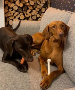 Nylabone Classic Power Chew Toys Twin Pack - Dog Toys for Aggressive Chewers - Tough & Durable Dog Bones for Large Dogs - Bacon and Chicken Flavors, Large/Giant (2 Count) Large/Giant - Up to 50 lbs. Variety 23 81m3nYLQbpL 1