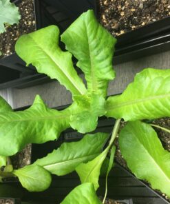 7 Varieties of Leafy Power Green Organic Seeds, Non-GMO Seeds for Planting, Heirloom Seeds - Spinach Seeds, Arugula, Kale, Lolla Rossa Lettuce Seeds, Buttercrunch, Gourmet Mix Lettuce, Swiss Chard 58 81m3zoJSA2L