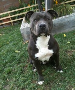 Advantage II XL Dog Vet-Recommended Flea Treatment & Prevention | Dogs Over 55 lbs. | 6-Month Supply 6-Pack 26 81m7Ff0ibNL