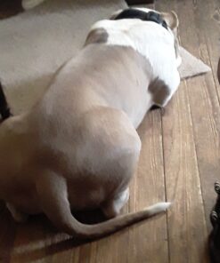 CLn® Shampoo - Clarifying Formula with Salicylic Acid, For Normal to Oily Scalp Prone to Folliculitis, Dandruff, Itchy & Flaky Scalp, Fragrance-Free & Paraben-Free, 8 fl. oz. 8 Fl Oz (Pack of 1) 27 81mCB5gc3DL