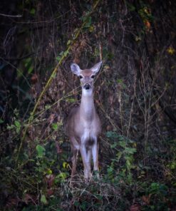 Nikon D750 FX-format Digital SLR Camera Body Body Only Base 69 81mDHCDjwIL