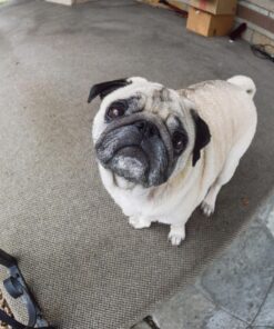 Nikon AF DX NIKKOR 10.5mm f/2.8G ED Fixed Zoom Fisheye Lens with Auto Focus for Nikon DSLR Cameras 30 81mEu3CEGvL