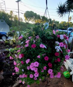 Humboldts Secret Flower Stacker – Best Flowering Formula for Bigger Harvests - Flowering Plant Food - Nutrient System for Potting Soil for Indoor Plants & Outdoor Plants - 1 Quart 32 Ounce 41 81mG8Pp8 JL 1